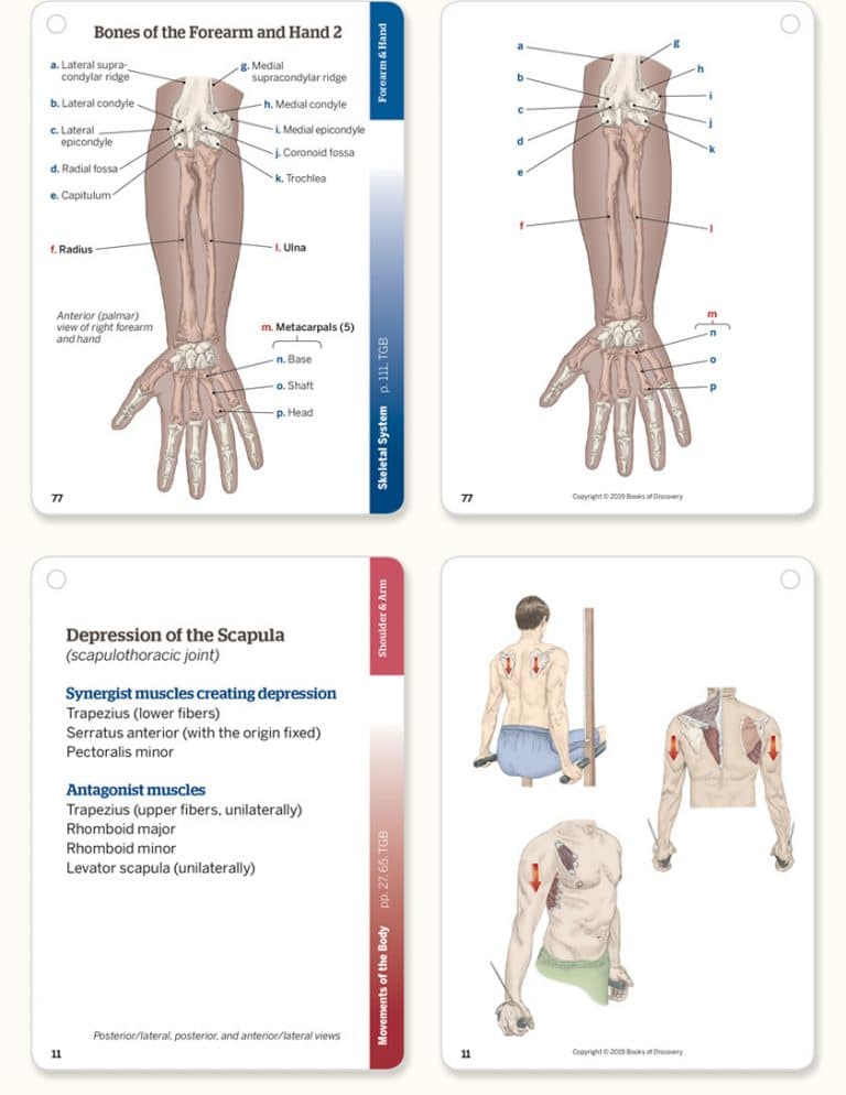 Trail Guide To The Body Flashcards 6th Edition Volume 1 Trail Guide To The Body Flashcards 6th Edition Volume 1