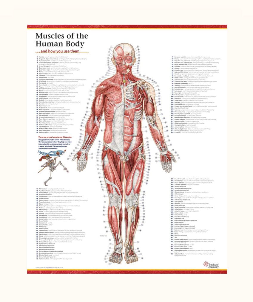 Trail Guide To The Body S Muscles Of The Human Body Poster Anterior View Only Books Of Discovery