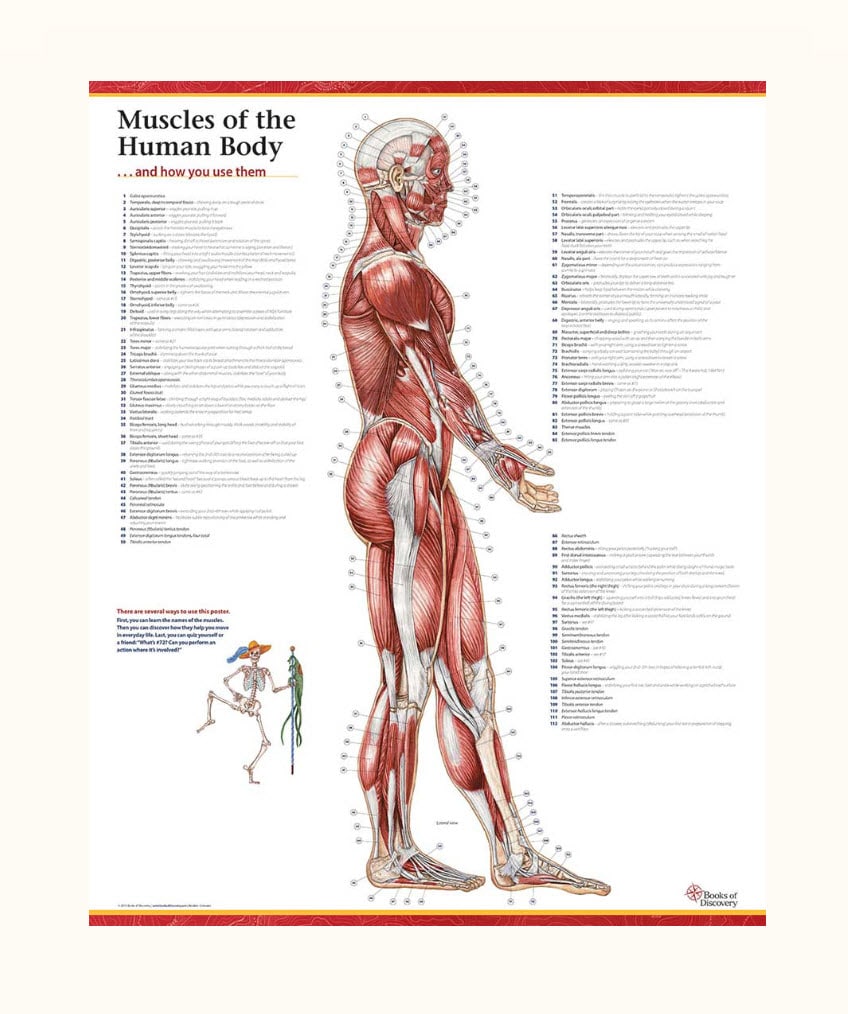 Trail Guide To The Body S Muscles Of The Human Body Poster Lateral View Only Books Of Discovery