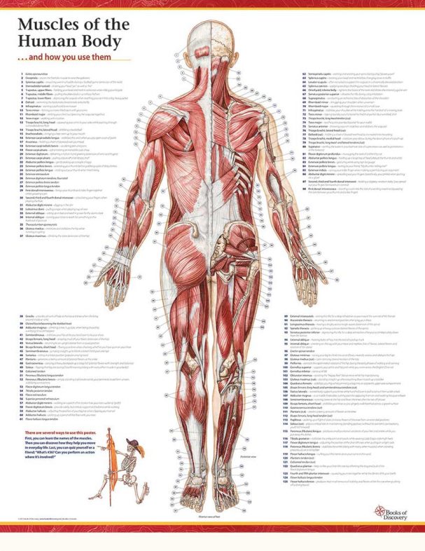 Trail Guide to the Body's Muscles of the Human Body - 3 Poster Set