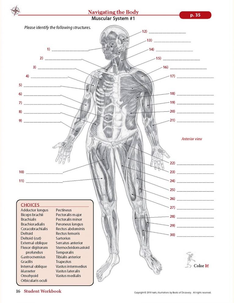 Trail guide to the body student workbook 5th edition books of discovery