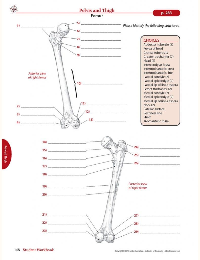 Trail guide to the body student workbook 5th edition books of discovery