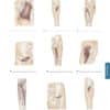 Trail Guide to the Body Student Workbook, 6th Edition - Image 6
