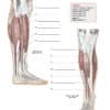 Trail Guide to the Body Student Workbook, 6th Edition - Image 5