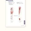 Trail Guide to the Body's Quick Reference to Trigger Points - Image 5