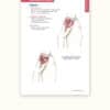 Trail Guide to the Body's Quick Reference to Trigger Points - Image 3