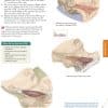 Trail Guide to the Body Textbook - Flashcard Set - Image 2