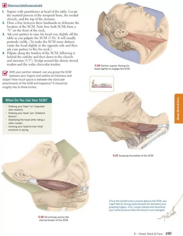 Trail Guide to the Body Textbook - Flashcard Set - Image 2