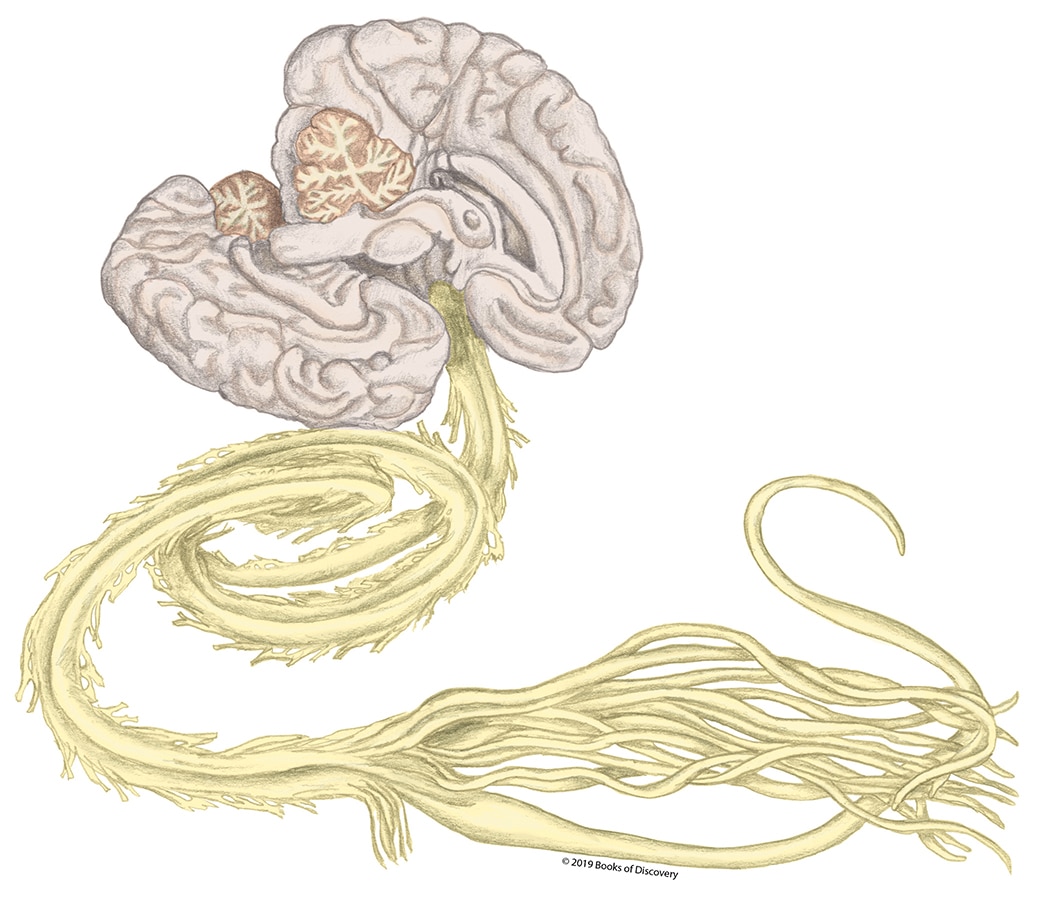 Chapter 10: Nerves, Part 1 - Books of Discovery