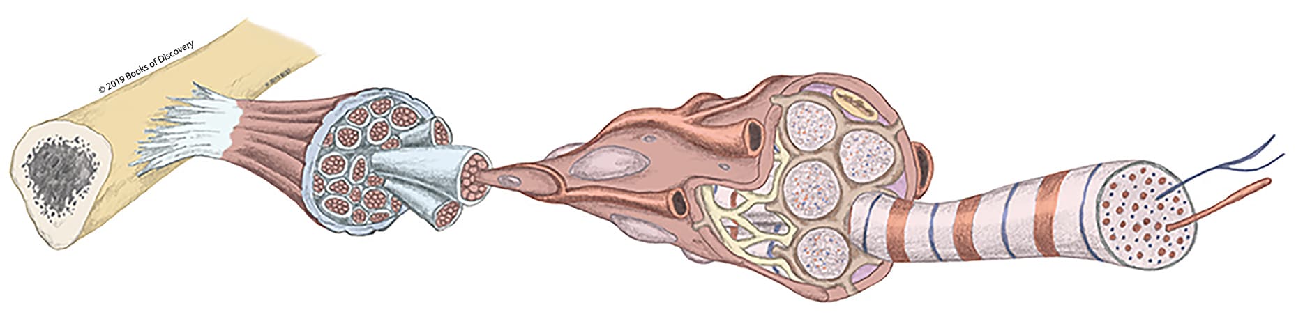 Chapter 7: Muscles, Part 1 - Books of Discovery