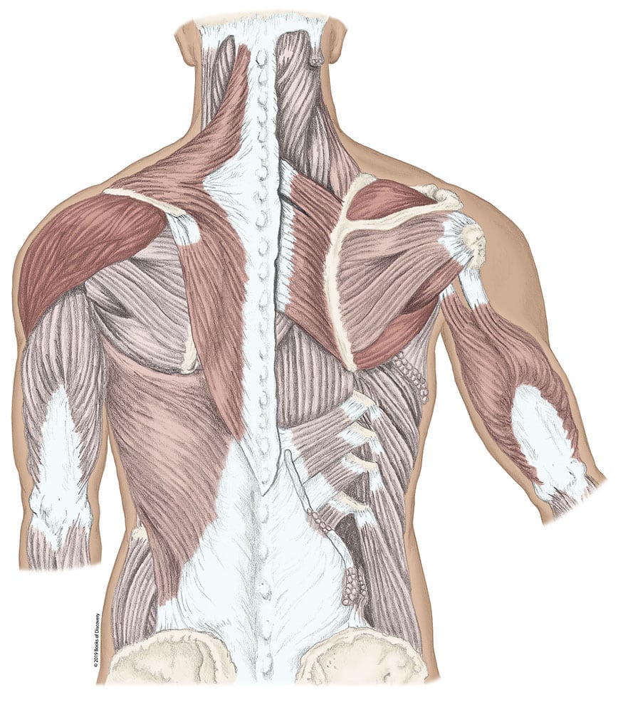 Chapter 2 Shoulder And Arm
