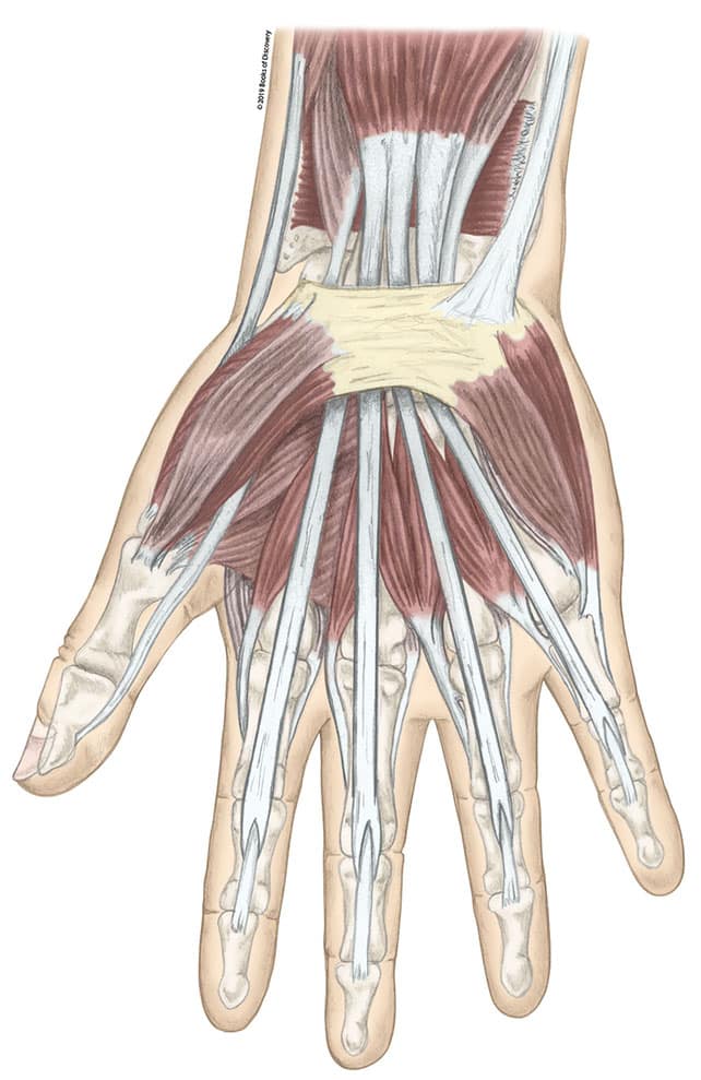 Chapter 3: Forearm and Hand