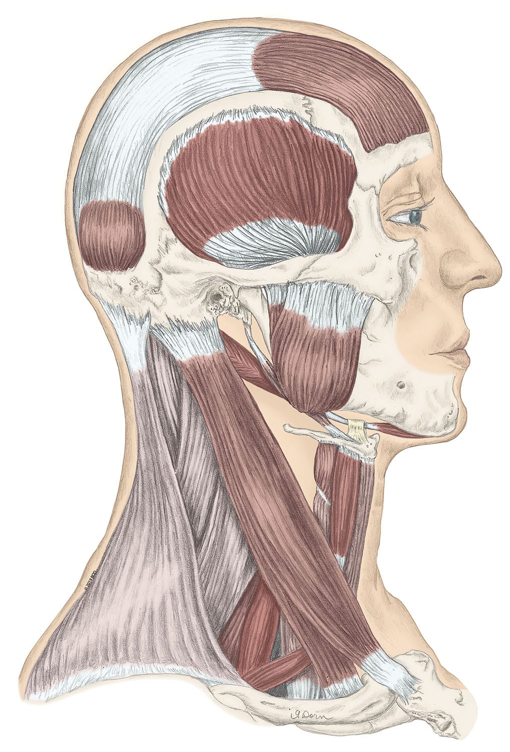 face-and-neck-muscle-diagram-facial-muscles-images-stock-photos