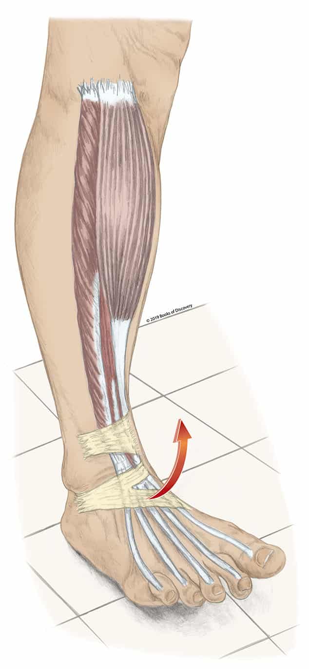 Muscles of the Lower Limb - MBLEx Guide