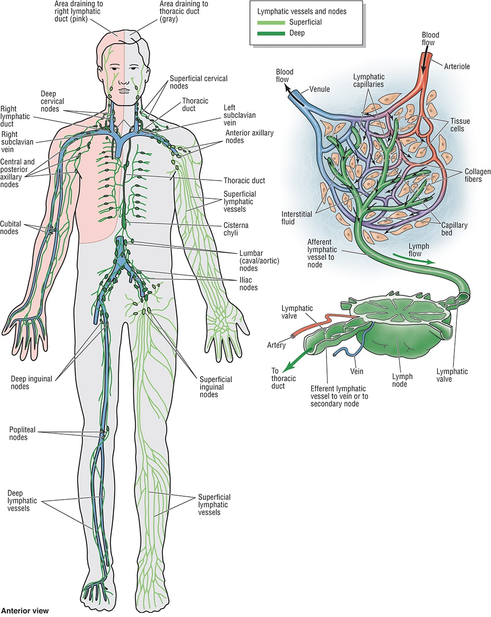 A Massage Therapist's Guide to Pathology 7e